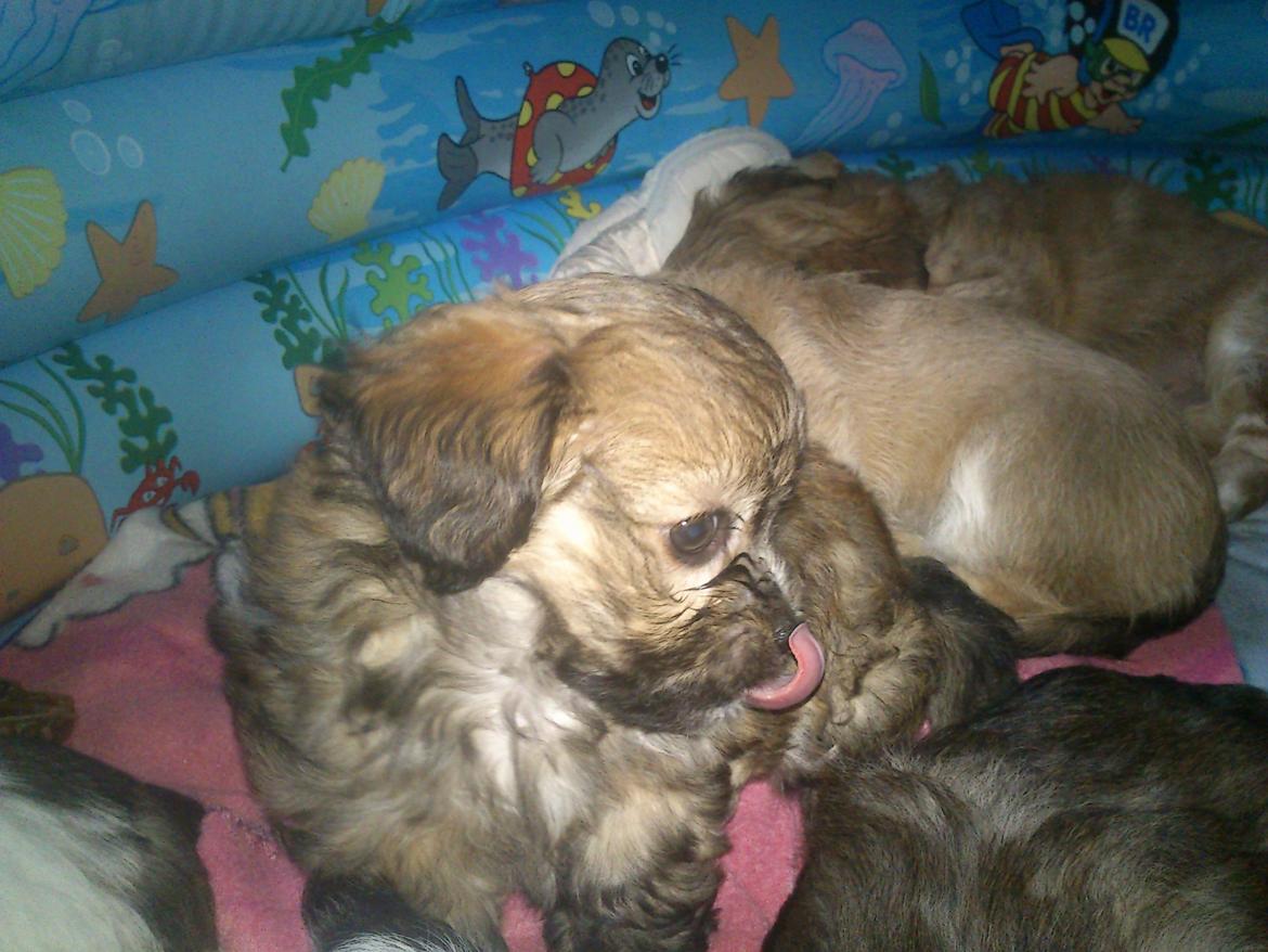 Blanding af racer Gjarno - med tungen lige i  munden billede 2