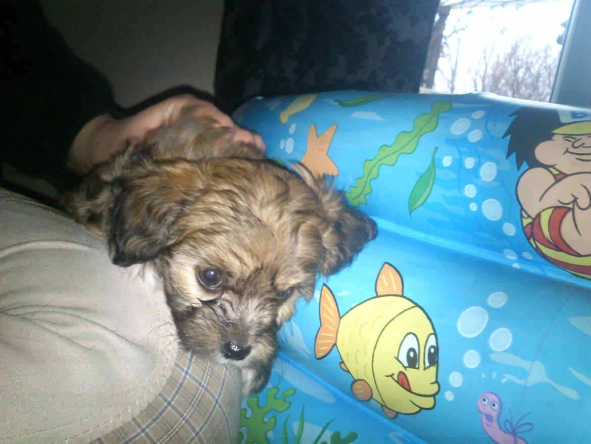 Blanding af racer Gjarno - Andet møde hos opdretter billede 3