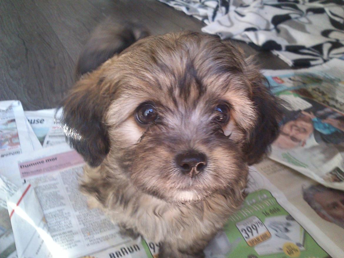 Blanding af racer Gjarno - 3 møde hos opdretter billede 4