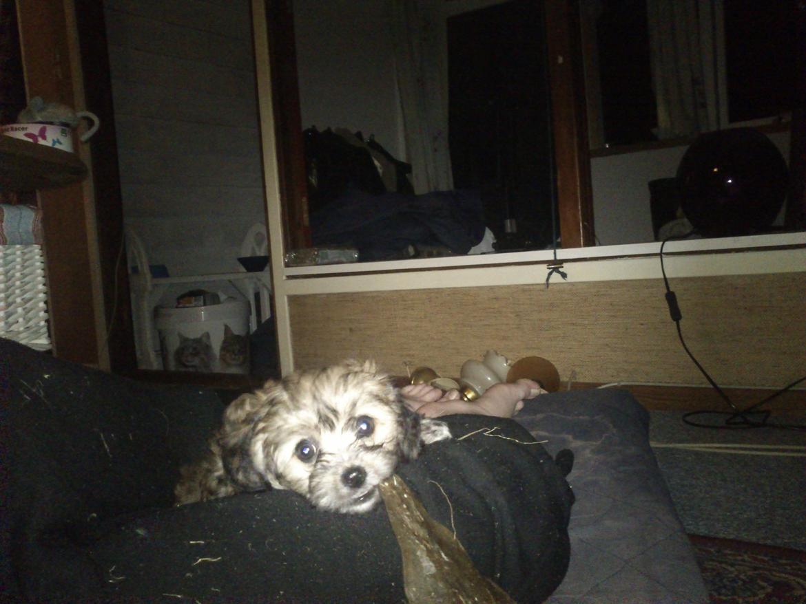 Blanding af racer Gjarno - Første dag hjemme i stuen billede 5