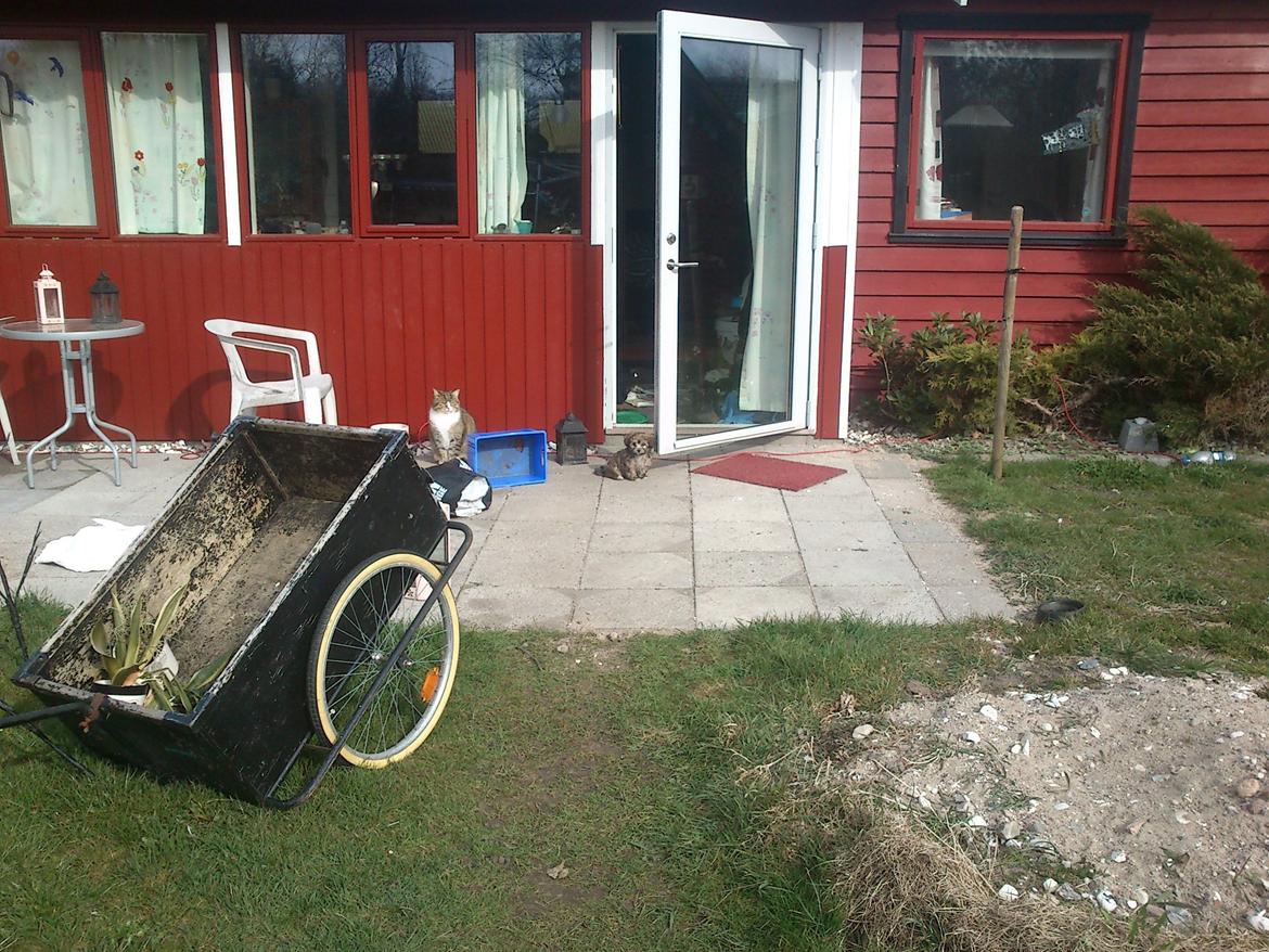 Blanding af racer Gjarno - Gjarnos første møde med den store verden billede 6