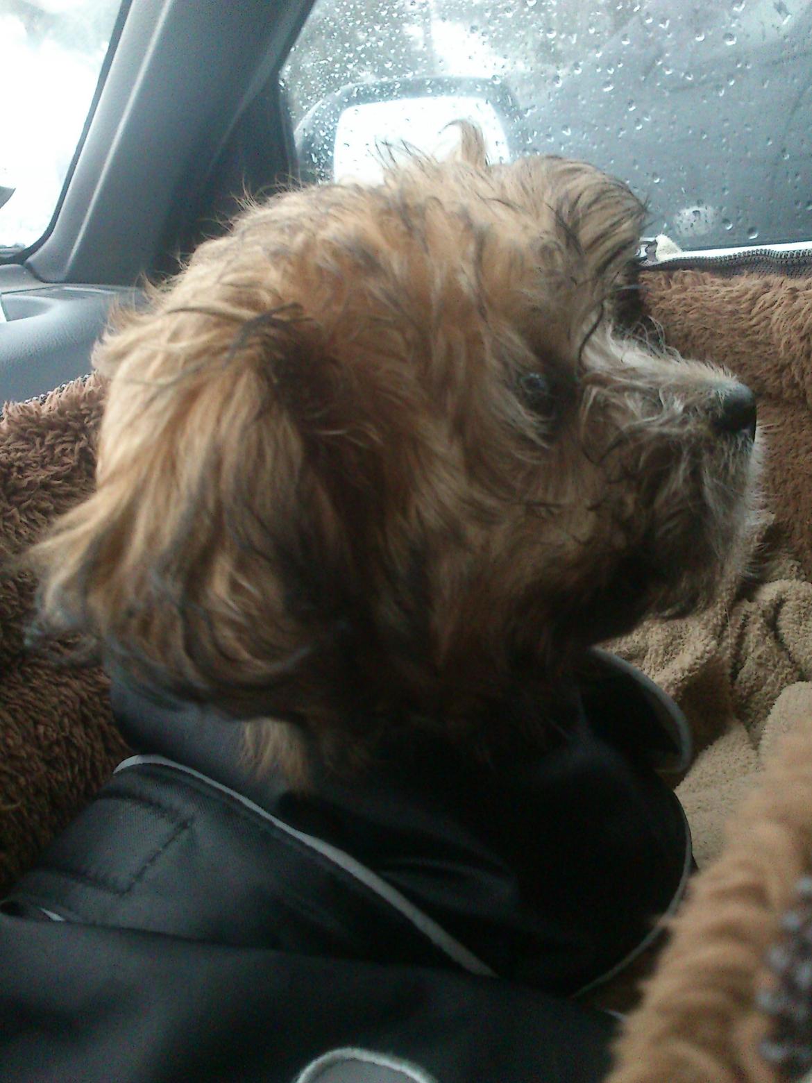 Blanding af racer Gjarno - første gang med regndækken, han frøs så meget at vi måtte købe et ..  billede 7