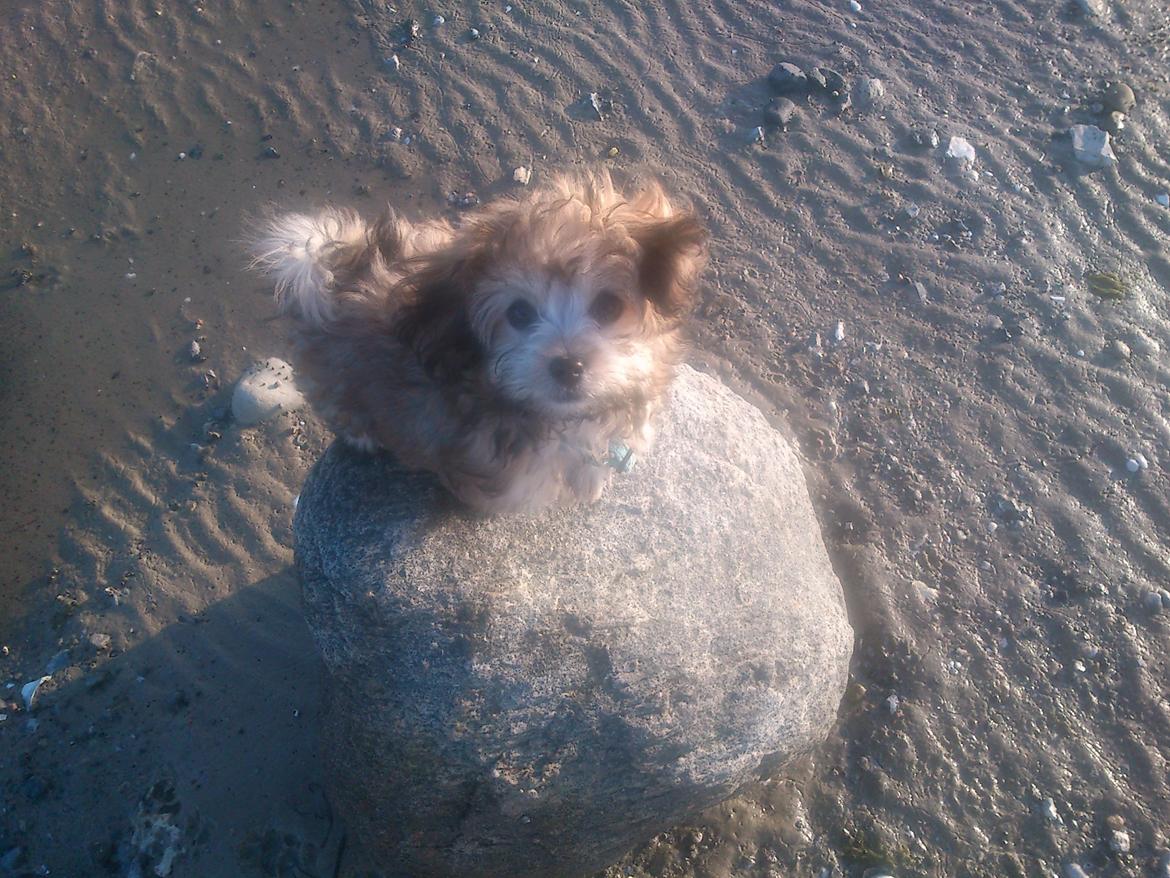 Blanding af racer Gjarno - På stranden for første gang billede 8