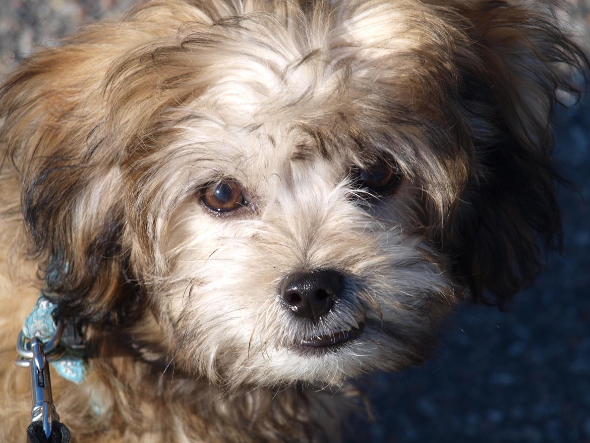 Blanding af racer Gjarno - her omkring 4-5 mdr gammel billede 9