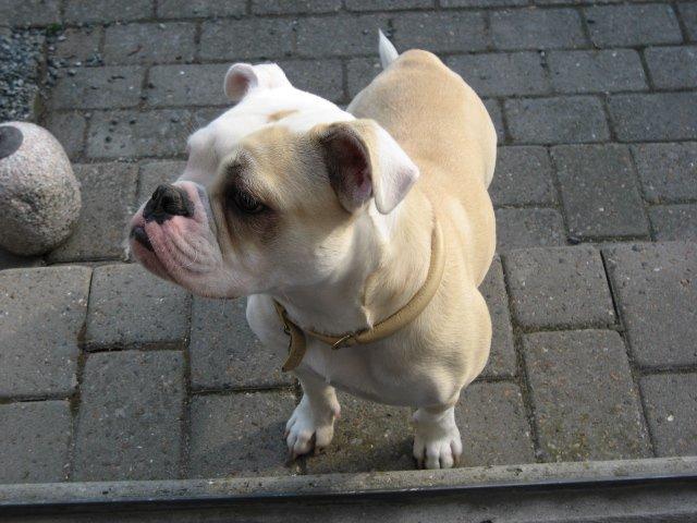 Olde english bulldogge Bullina´s Florentina billede 18