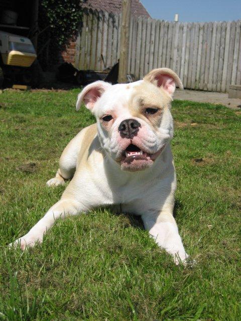 Olde english bulldogge Bullina´s Florentina billede 20