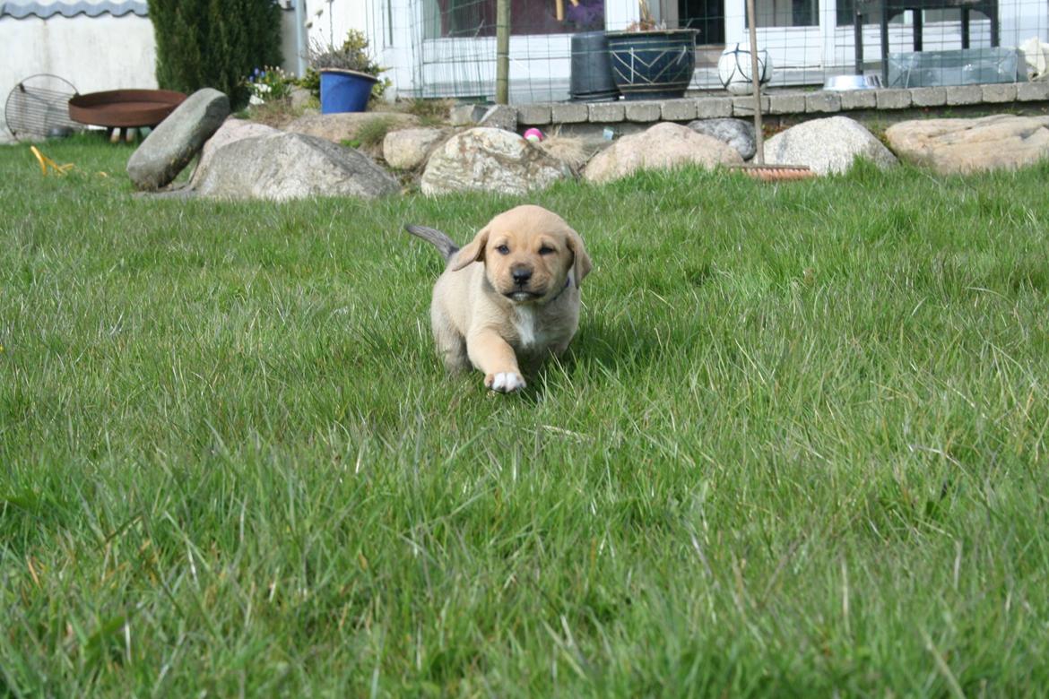 Blanding af racer Boudicca billede 9