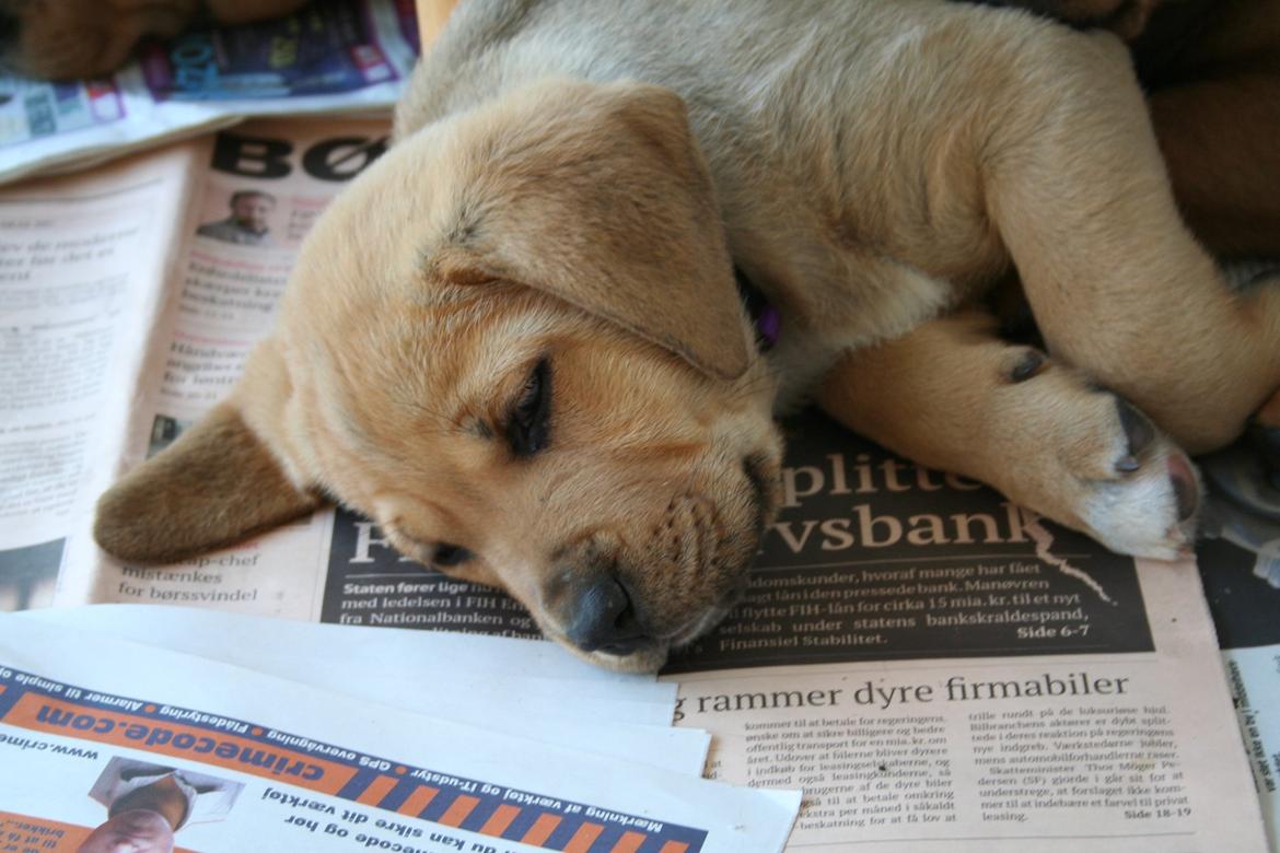 Blanding af racer Boudicca billede 10