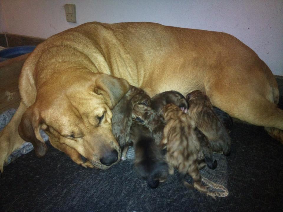 Blanding af racer Boudicca billede 16