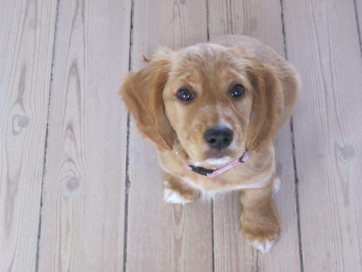 Blanding af racer Asta billede 13