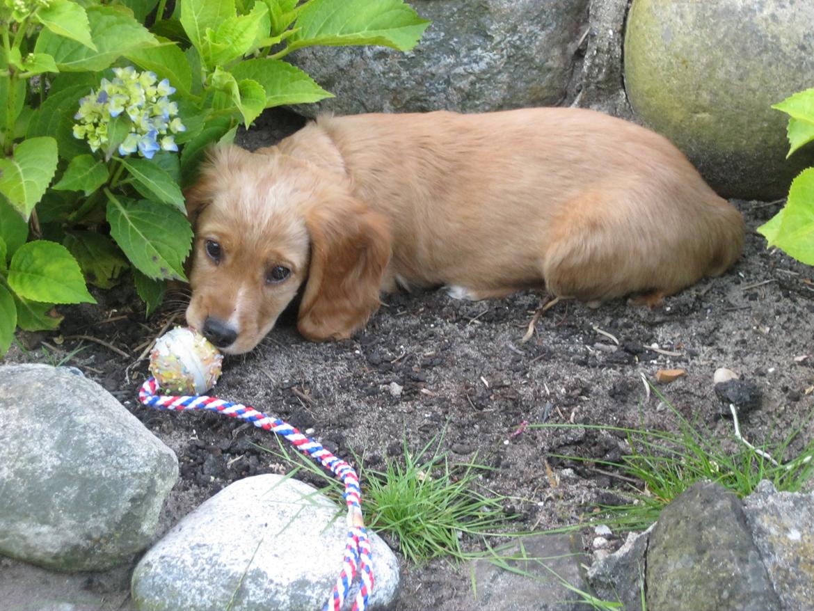 Blanding af racer Asta billede 14