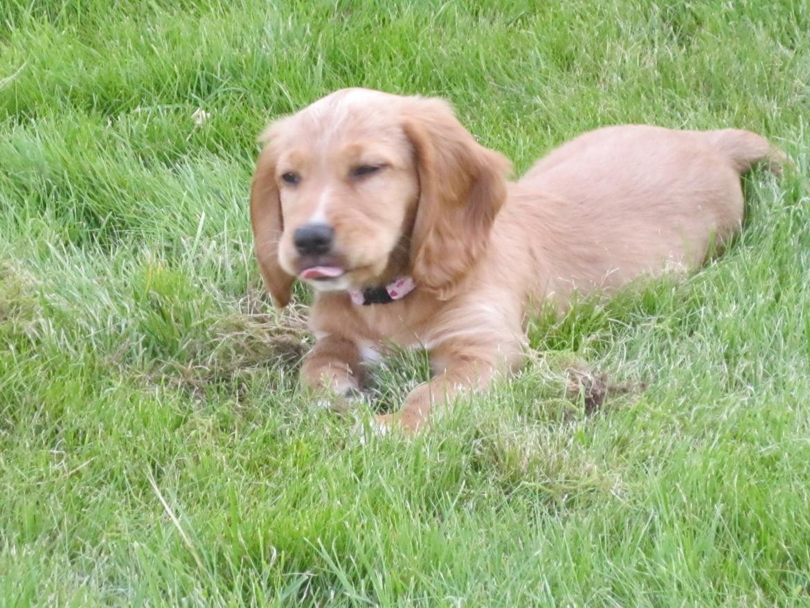 Blanding af racer Asta billede 15