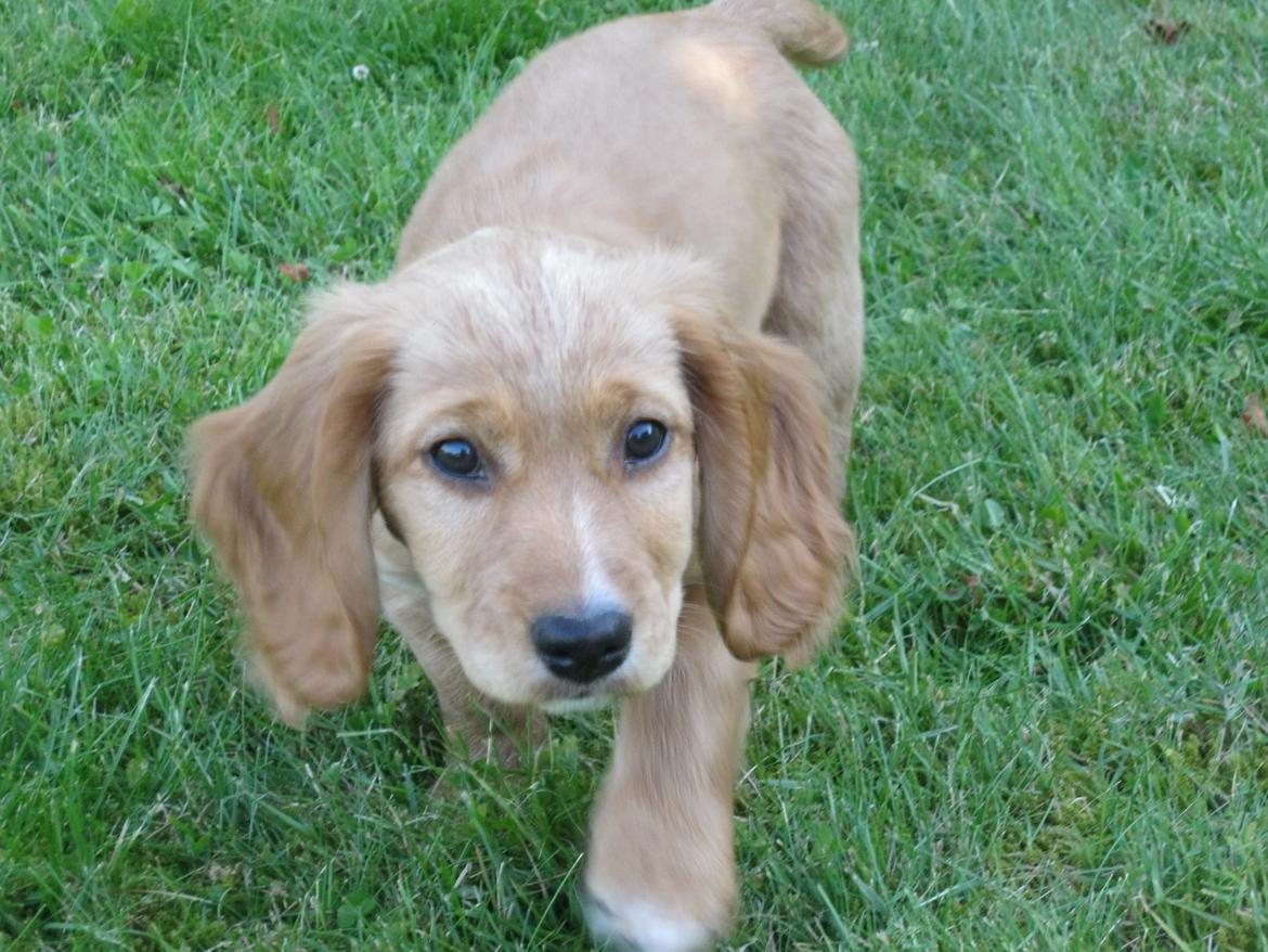 Blanding af racer Asta billede 16