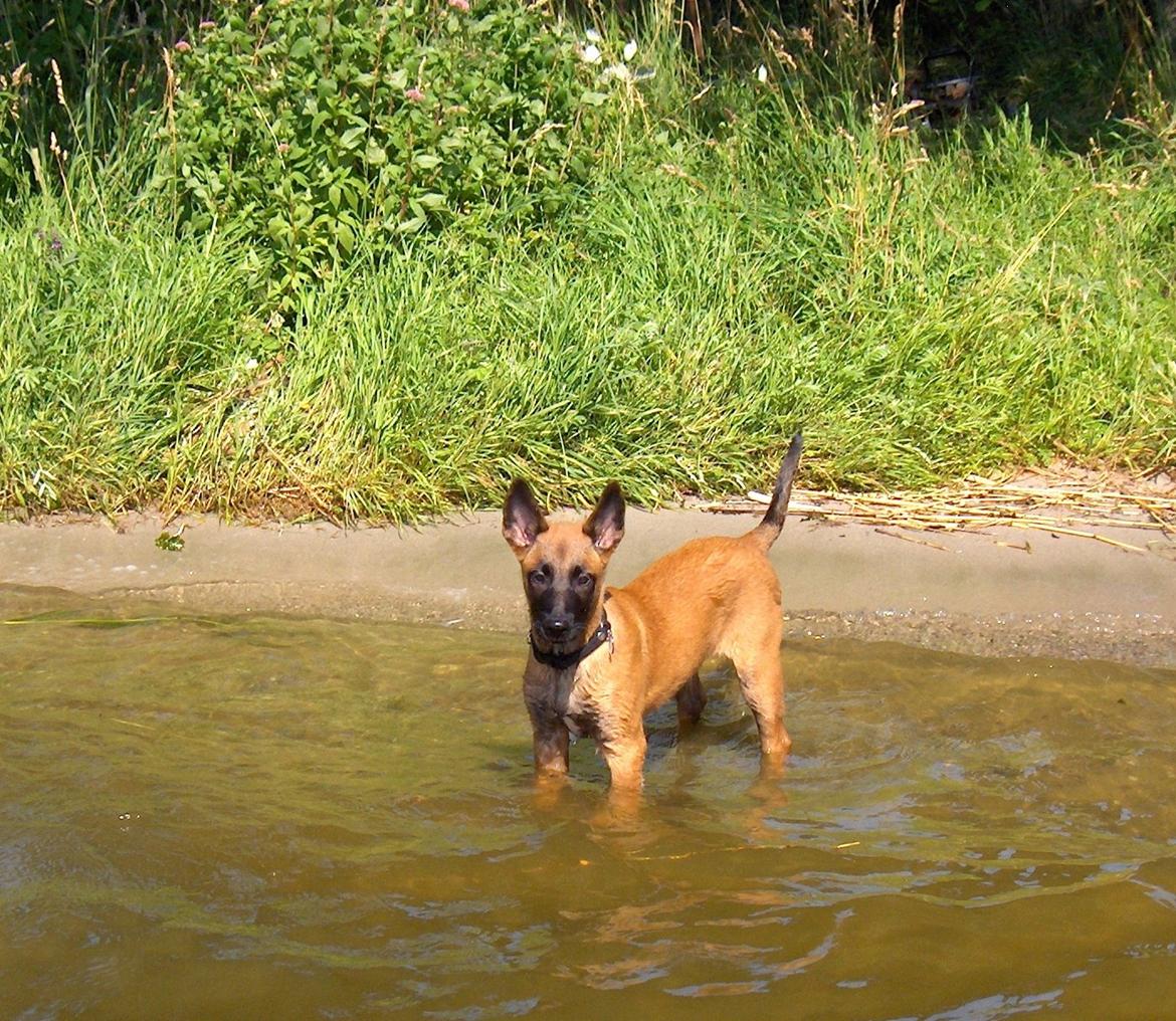 Malinois Halley vom Lobertal - Endnu er Halley (12 uger) kun på soppe-stadiet, men det skal nu nok komme billede 15