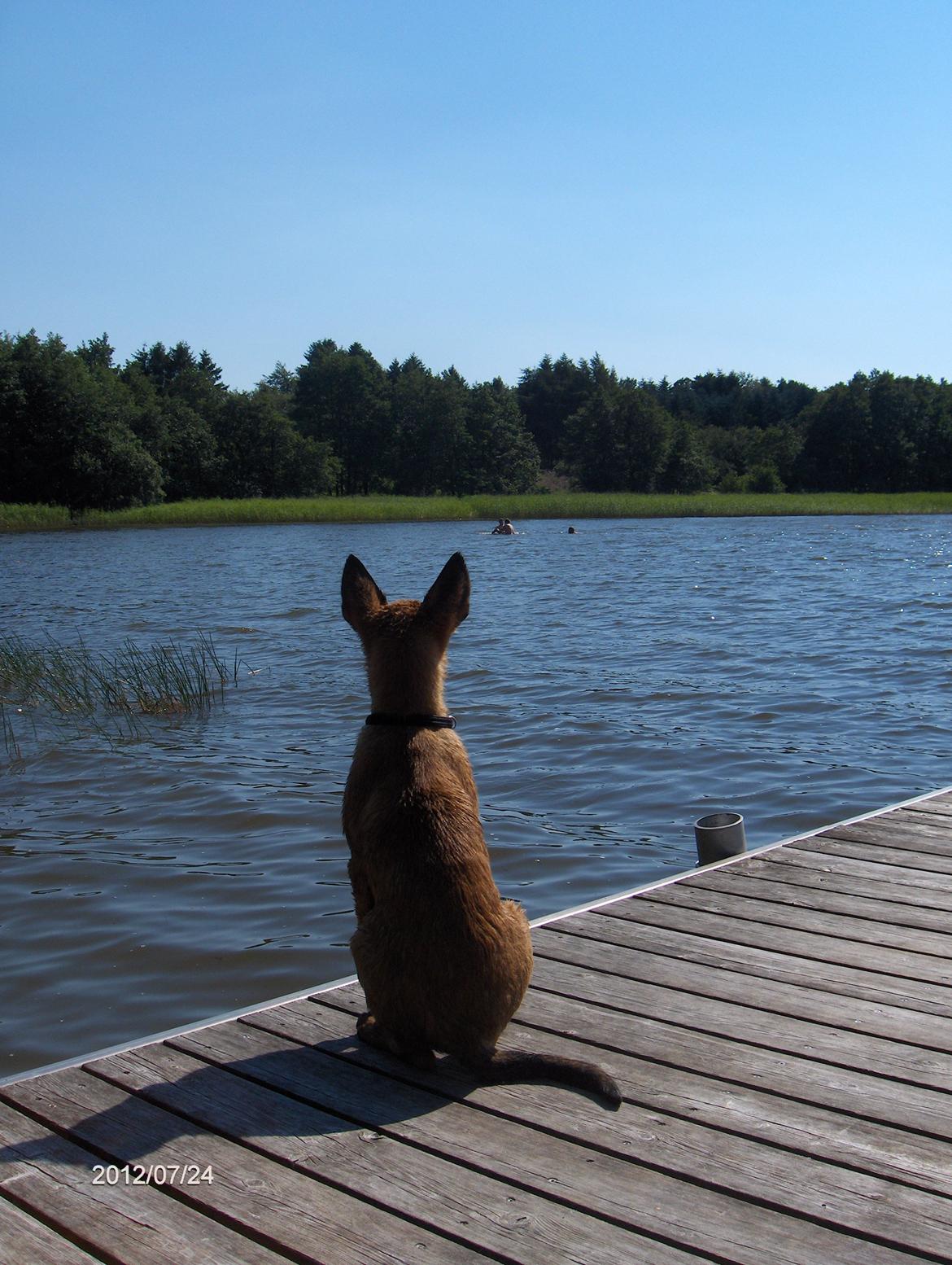 Malinois Halley vom Lobertal - Der er mange ting, der undrer den lille dame (12 uger). Hvad laver de mærkelige mennesker f.eks. derude ? billede 16