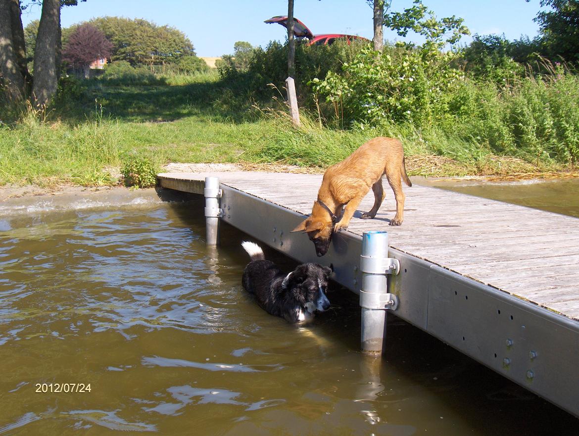 Malinois Halley vom Lobertal - Píla (min gamle border collie på 12 år) fisker, og Halley ser meget interesseret på billede 17