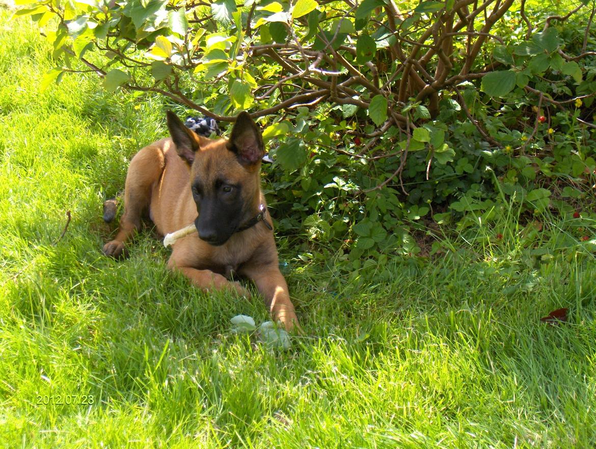 Malinois Halley vom Lobertal - Halley 11 uger. Forbruget af tyggeting stiger billede 18