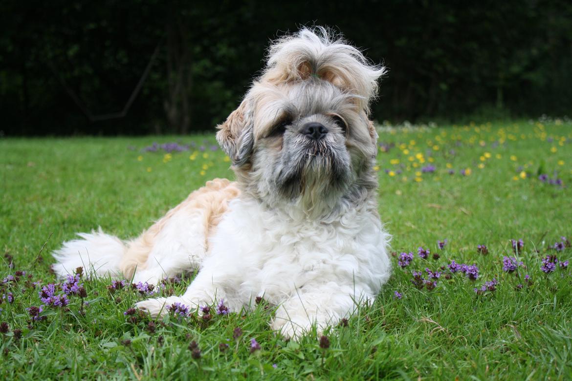 Shih tzu Toffie billede 1