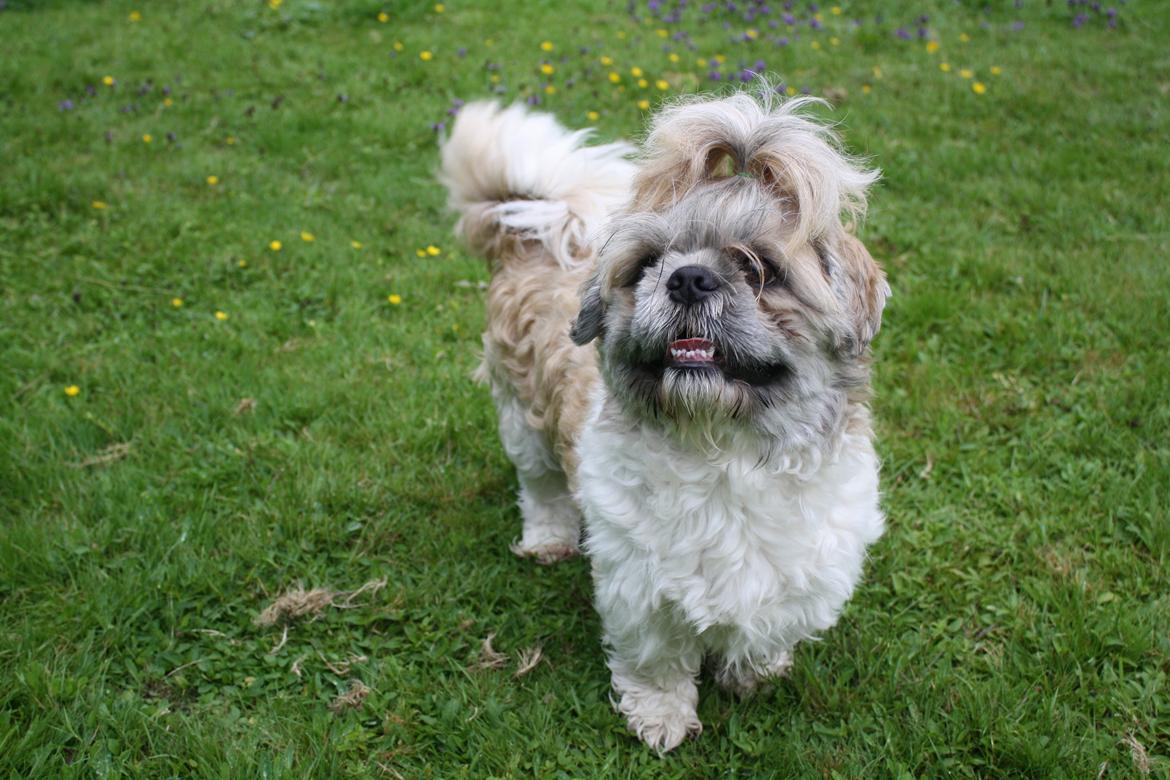 Shih tzu Toffie billede 2