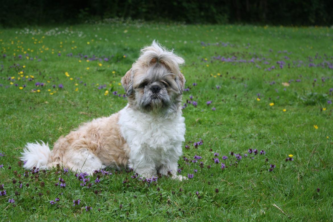 Shih tzu Toffie billede 4
