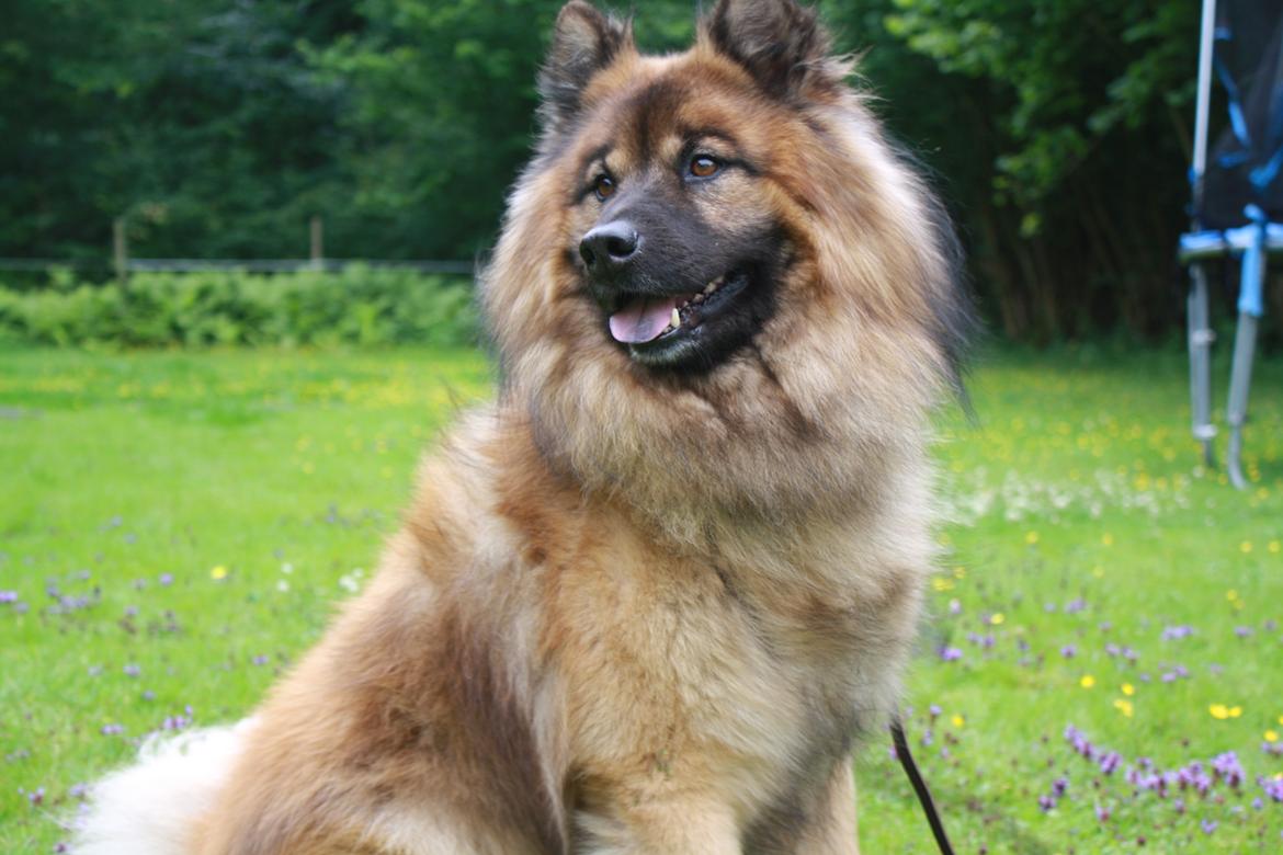 Eurasier Alto billede 1