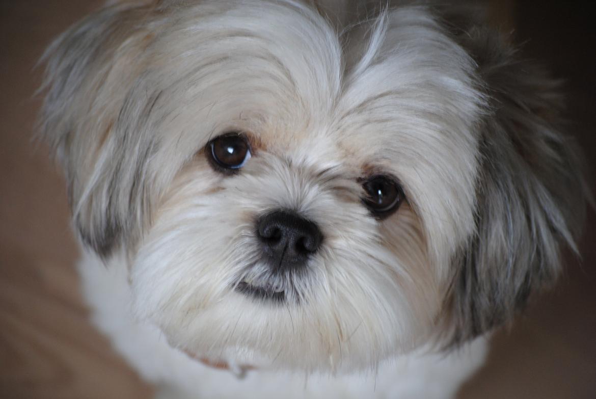 Lhasa apso Fie billede 1