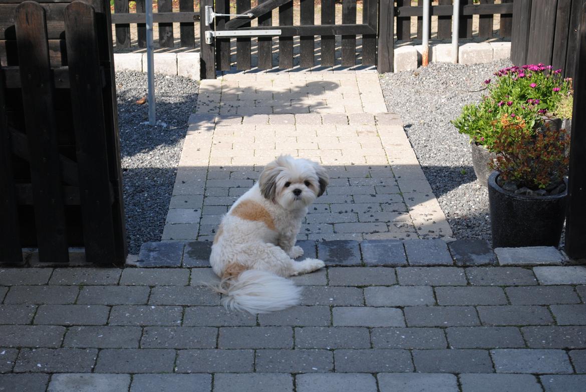 Lhasa apso Fie billede 2