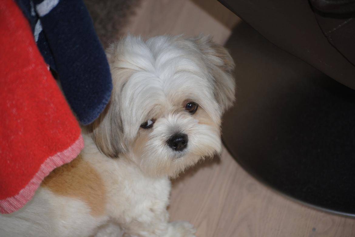 Lhasa apso Fie billede 3