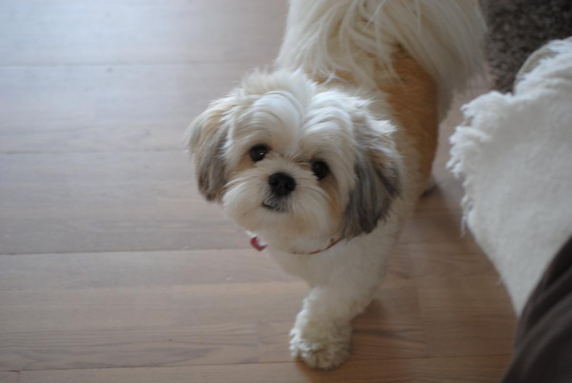 Lhasa apso Fie billede 4