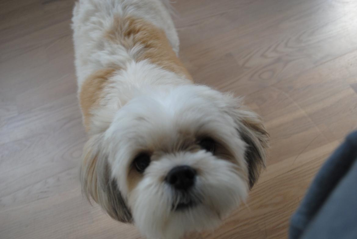 Lhasa apso Fie billede 5