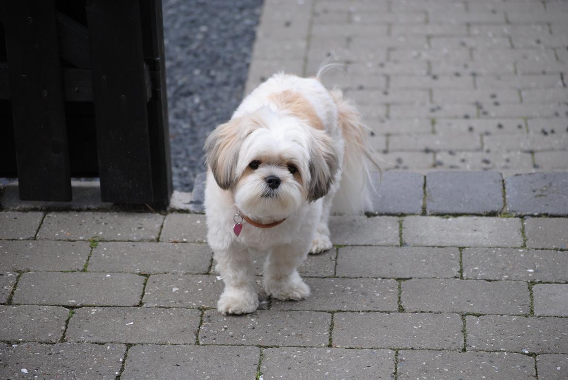 Lhasa apso Fie billede 6