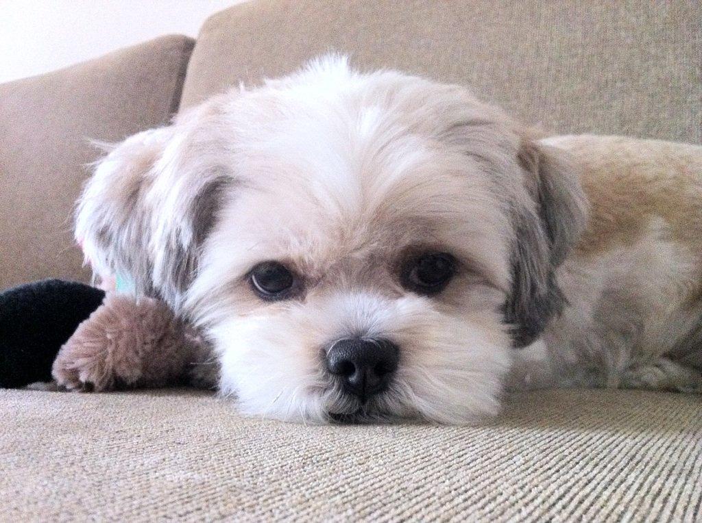 Lhasa apso Fie - Nyklippet billede 7