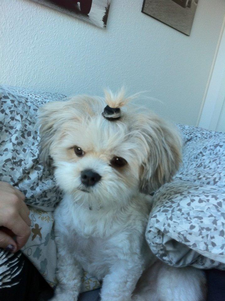 Lhasa apso Fie billede 8