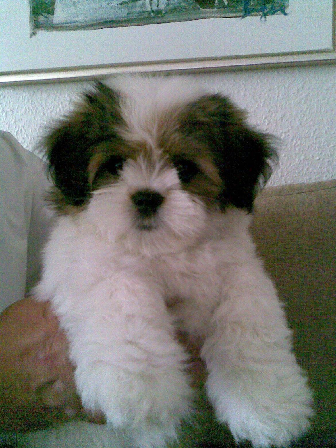 Lhasa apso Fie - Fie, 4 mdr. billede 9