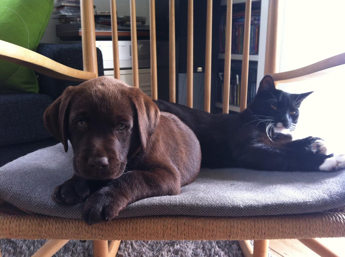 Labrador retriever Milka billede 1