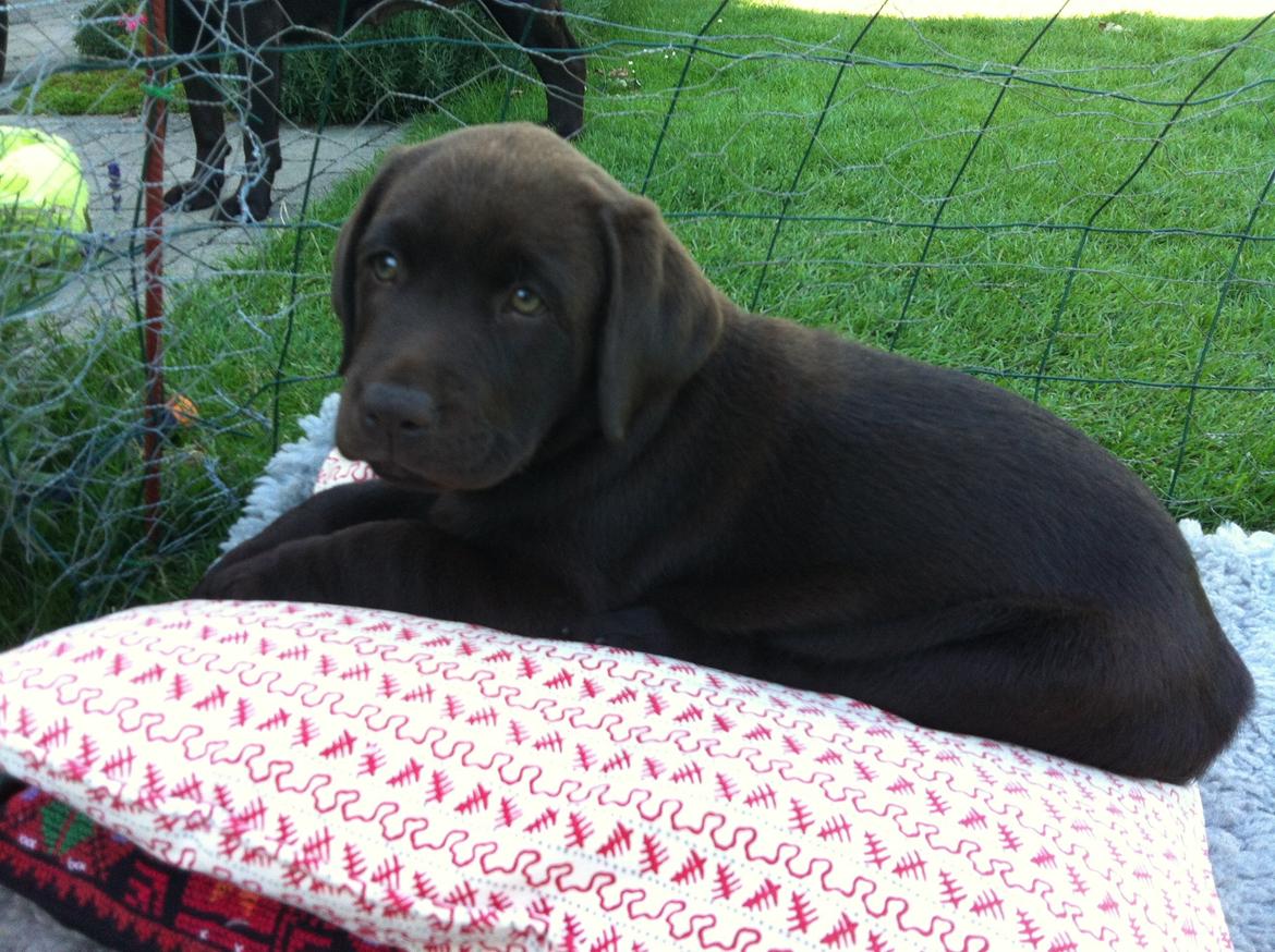 Labrador retriever Milka billede 2