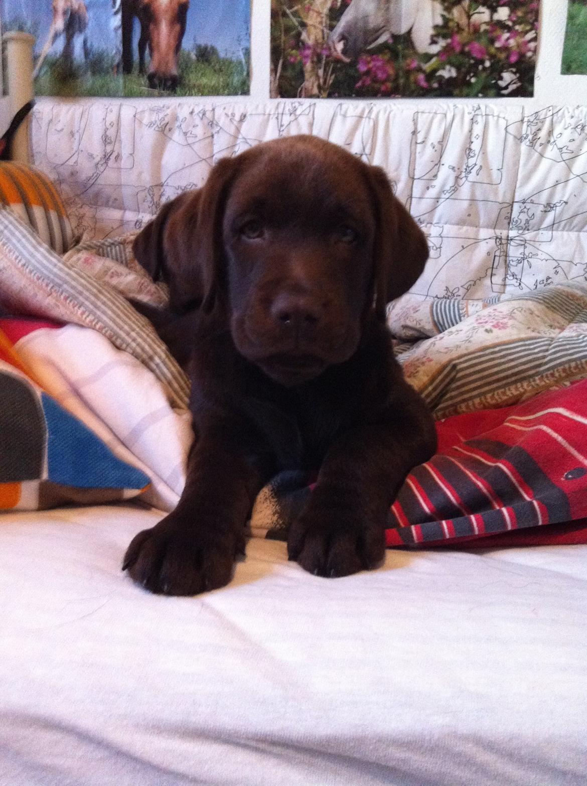 Labrador retriever Milka billede 3