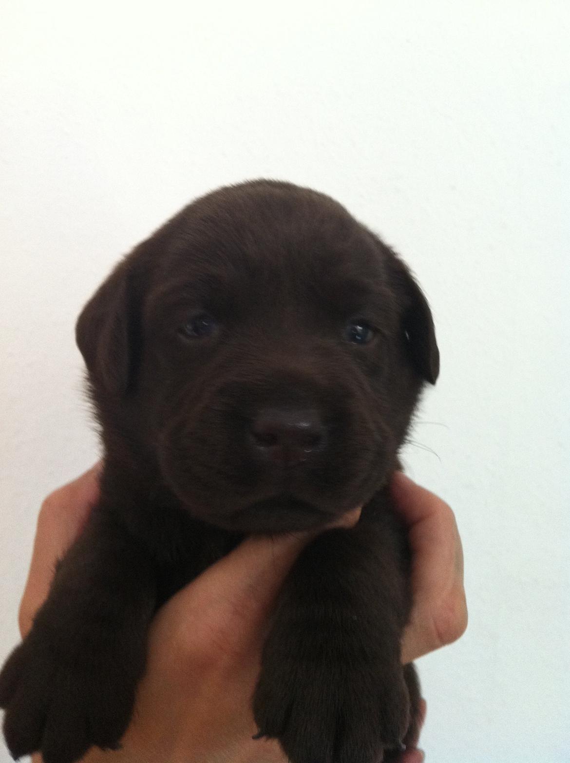 Labrador retriever Milka billede 4