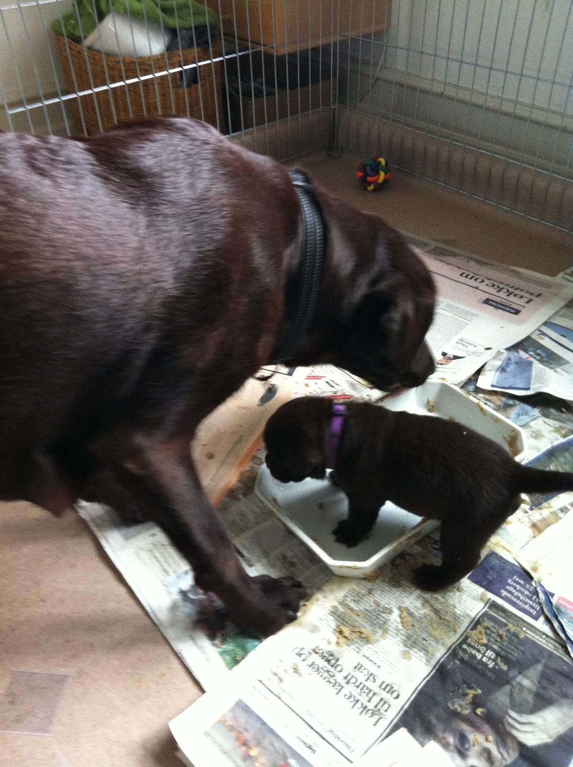 Labrador retriever Milka billede 5
