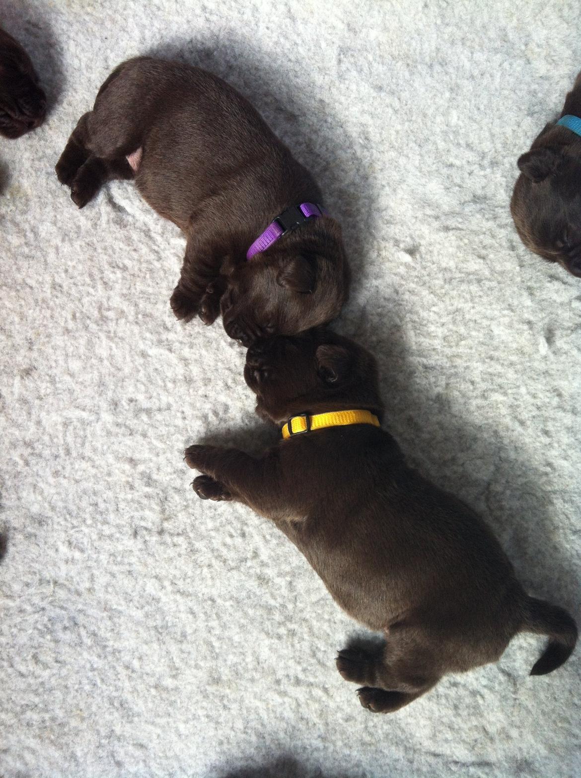 Labrador retriever Milka billede 6
