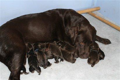 Labrador retriever Milka billede 7