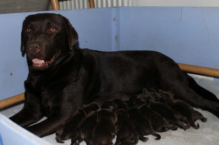 Labrador retriever Milka billede 8