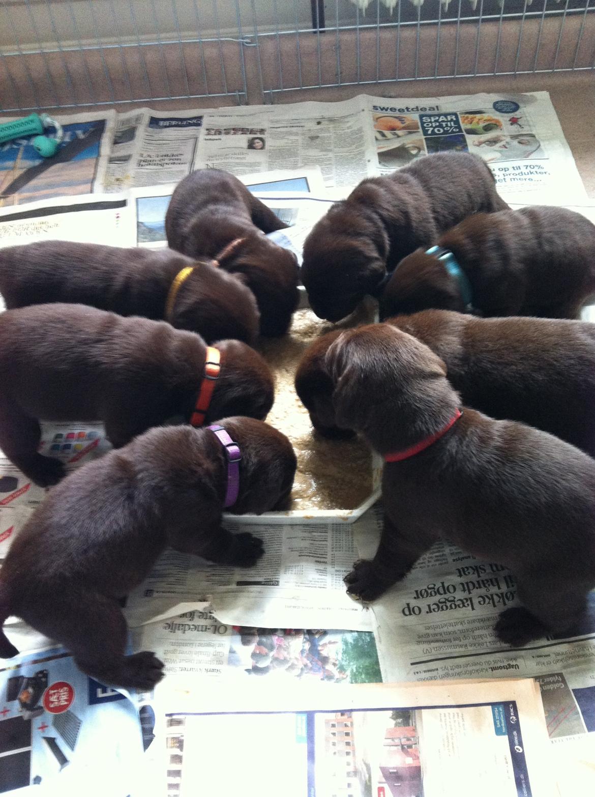 Labrador retriever Milka billede 11