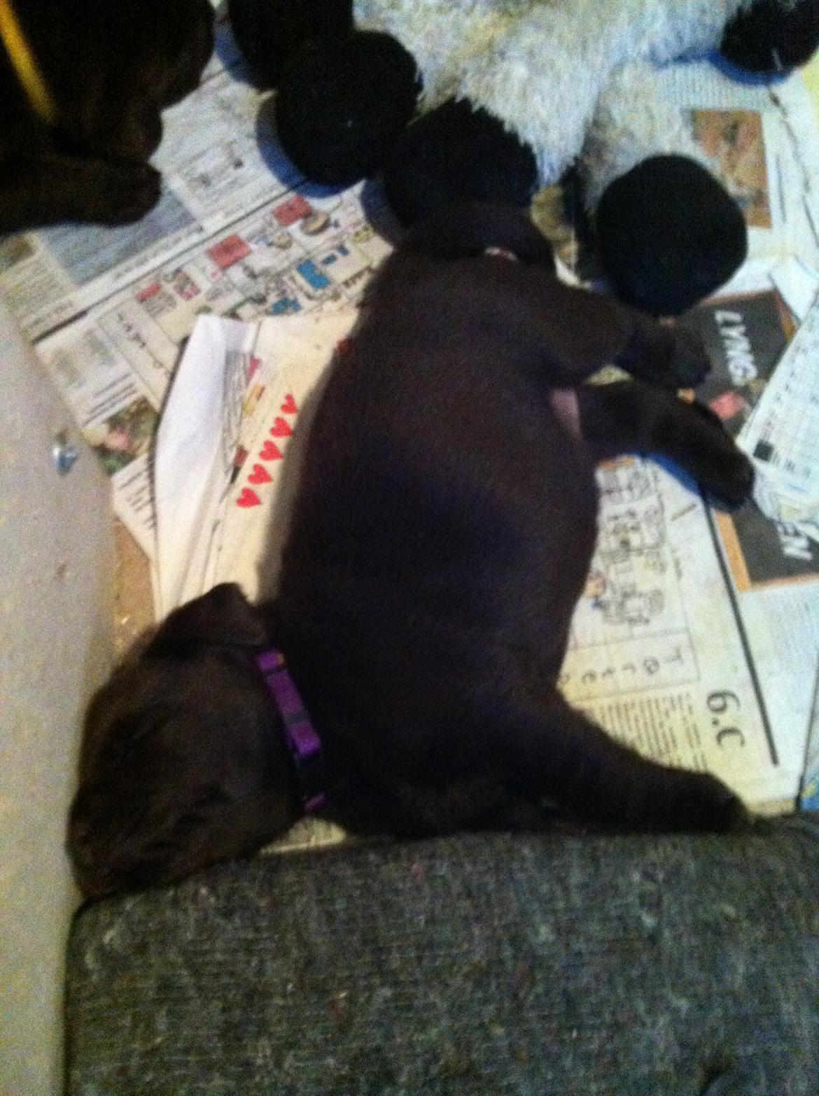 Labrador retriever Milka billede 12