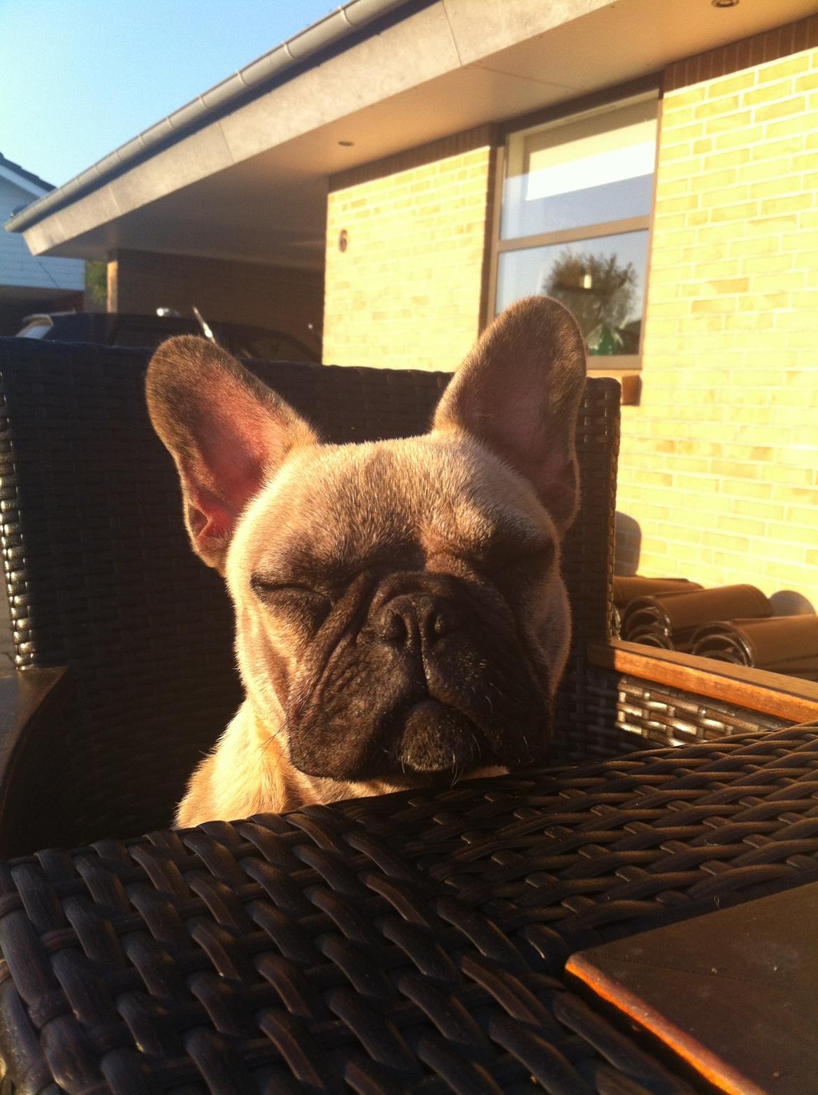 Fransk bulldog Siff - Nyder aftens solen billede 3