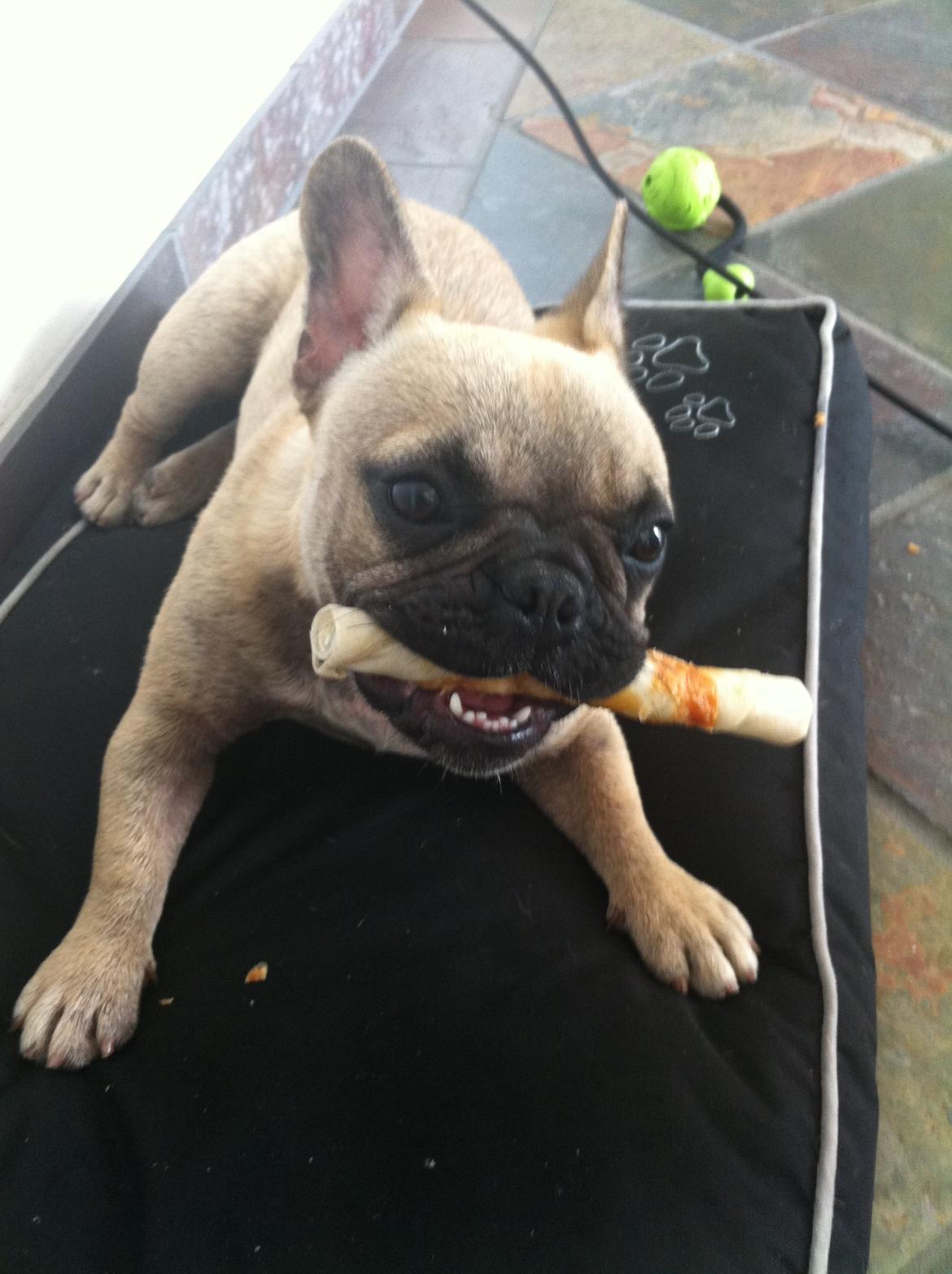 Fransk bulldog Siff billede 19