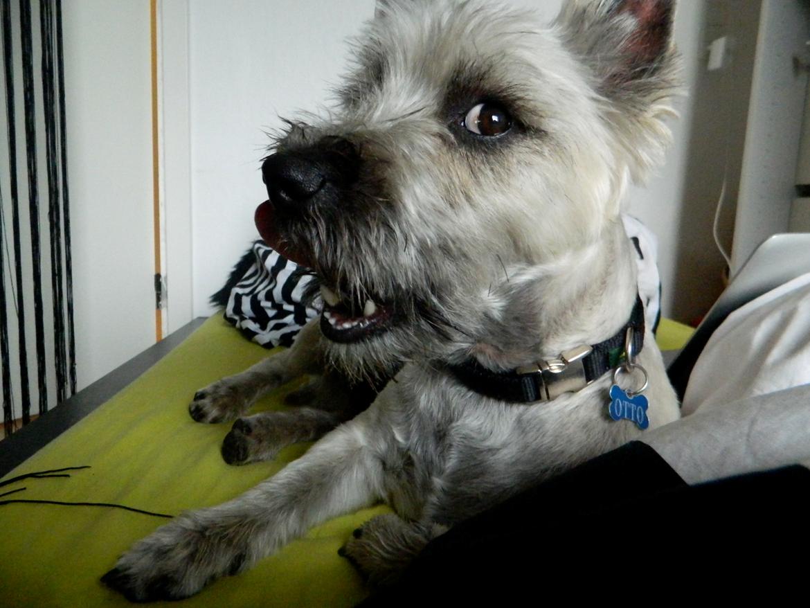 Cairn terrier Otto - Nom nom nom.. billede 13