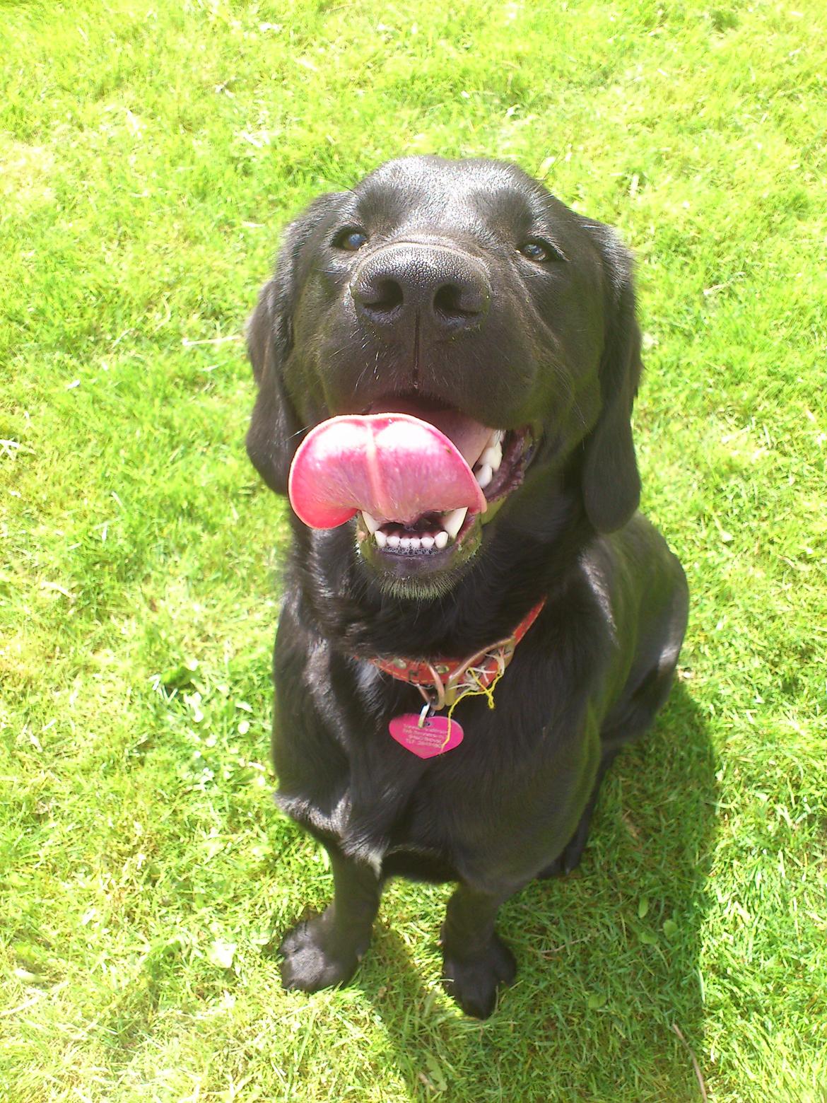 Blanding af racer Beauty <3 - <3 billede 5