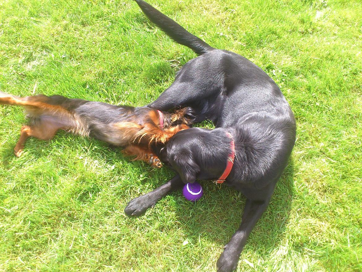 Blanding af racer Beauty <3 - Sille og Beauty <3 billede 11