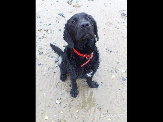 Blanding af racer Beauty <3 billede 12